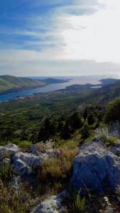 Olive Paradise