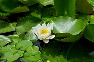 Les Nymphéas 52