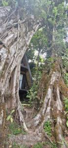 Casa del Árbol (A-Frame) - Ágape del Bosque