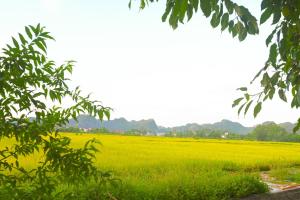 Y Van Cac Homestay Ninh Binh Art Heritage Cultural Rice Field View