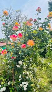 Aryatara homestay