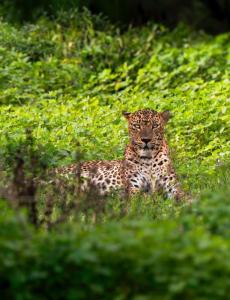 Emarald Yala safari tours