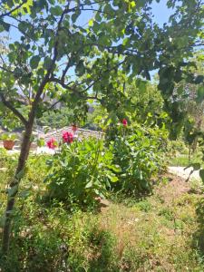 Arpet guesthouse