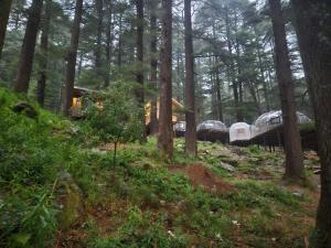 log hut dharamkot