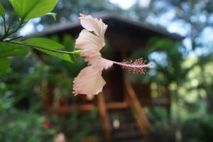 Mariposa Jungle Lodge