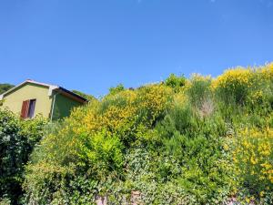 The Green House 5