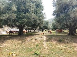 Camping Shpella e Pirateve