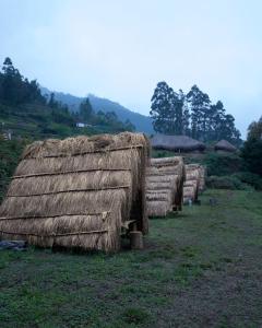 EKa Forest