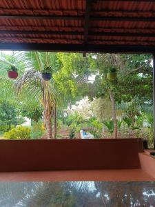 Lilly Areca Farm