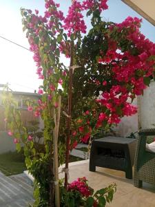 Shoraj Rent House