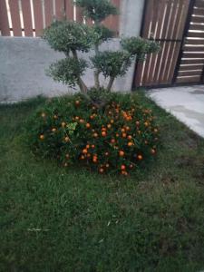 Shoraj Rent House