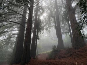 Lakefront Redwood Retreat 15 Minutes from Stanford