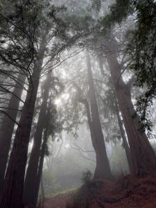 Lakefront Redwood Retreat 15 Minutes from Stanford