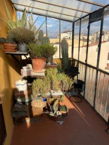 Green terrace on the roofs