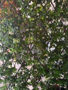 Marevita Garden Apartment Lanterna
