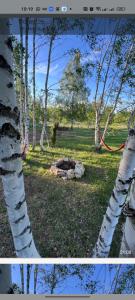 Camp Birch Forest