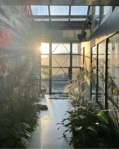 Jeju Wild Lucent