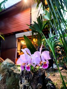 Glamping villeta campo heliconias