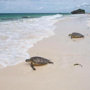 Baraka House, Beautiful Watamu beachfront location