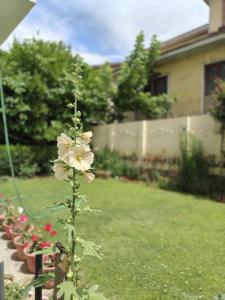 Bhasin Homestay