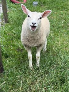 Slapen op het platteland