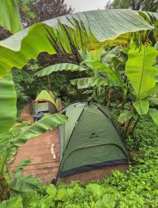 Forest & Sea Campsite