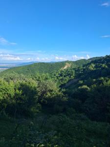 Green House მწვანე სახლი