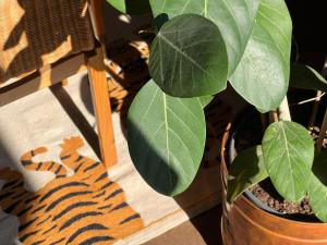 Urban Jungle 8 - Risorgimento