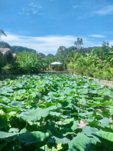 Hang Mua Cozy Homestay