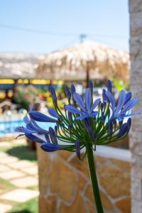 GardenBlue By Gereoudis