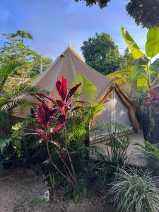 Shamalay - Nomad Experience