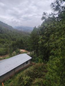 Vista al bosque