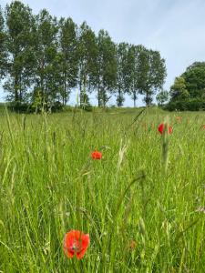 De Fazant - Tiny House in de Zeeuwse Natuur