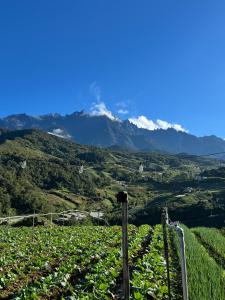 Triple A Kundasang