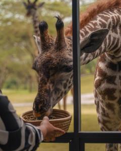 Giraffe Manor Tanzania