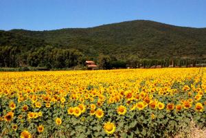 Penzion Agriturismo Valborgina Castiglione della Pescaia Itálie