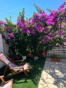 Bougainvillea Terrace