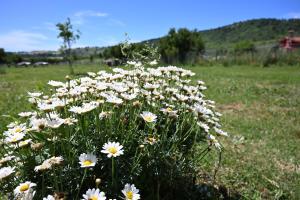 La mora selvatica