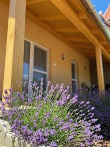 Vine Apartman