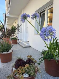 Apartments & Studios Dalmatino