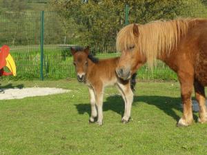 Campings Camping Le Marqueval : photos des chambres