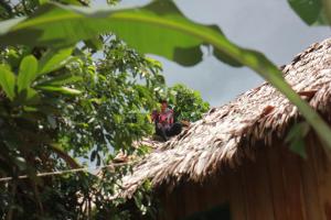 Hostal Maguare-Reserva Indígena Maguare