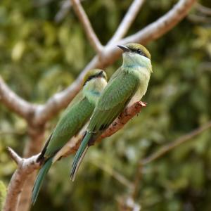 Emarald Yala safari tours