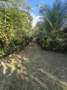 Drake Bay Corcovado The Monkey Trail