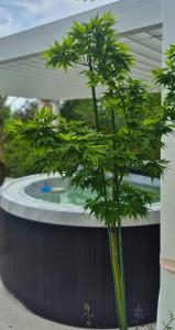 Domek w Karkonoszach Jurta Karkonoska z sauną jacuzzi i balią ogrodową