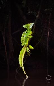 Guacimo Lodge