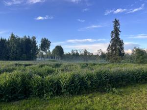 Napu Puhkemaja