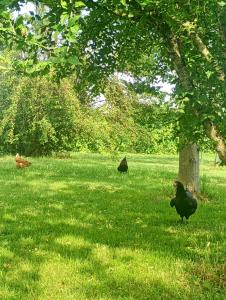 Agriturismo Carne Sicura