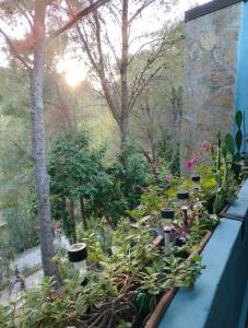 DomuNosta Pinus Village