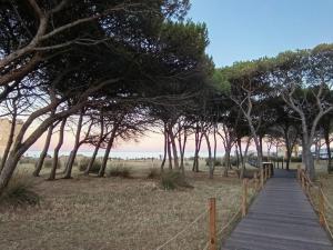 Il ginepro img22